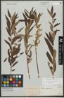 Foto von Salix triandra L. x Salix viminalis L.